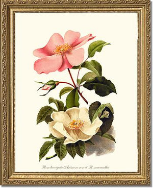 Cherokee Rose and Anemone Rose