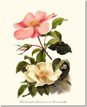 Rose Wall Art Print: Cherokee Rose and Anemone Rose - Vintage Botanical Wall Decor- Charting Nature