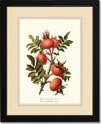 Rose Wall Art Print: Rosier a Fruits d'Ornement - Vintage Botanical Wall Decor- Charting Nature