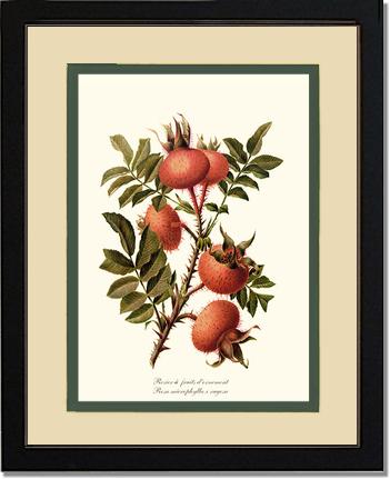Rose Wall Art Print: Rosier a Fruits d'Ornement - Vintage Botanical Wall Decor- Charting Nature