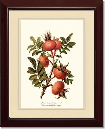 Rose Wall Art Print: Rosier a Fruits d'Ornement - Vintage Botanical Wall Decor- Charting Nature