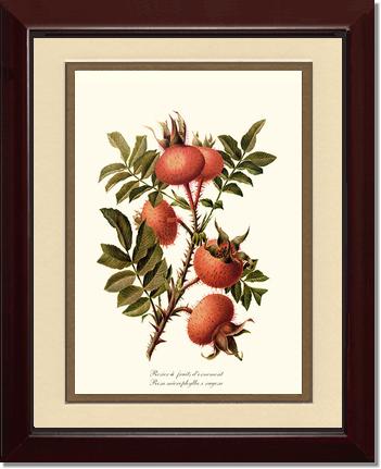 Rose Wall Art Print: Rosier a Fruits d'Ornement - Vintage Botanical Wall Decor- Charting Nature