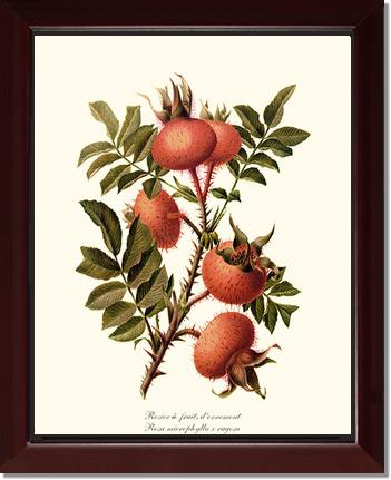 Rose Wall Art Print: Rosier a Fruits d'Ornement - Vintage Botanical Wall Decor- Charting Nature