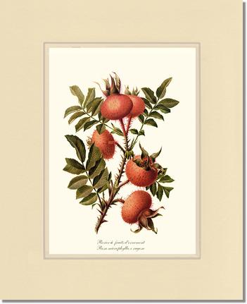 Rose Wall Art Print: Rosier a Fruits d'Ornement - Vintage Botanical Wall Decor- Charting Nature