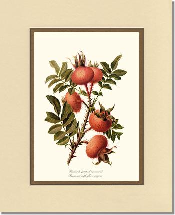 Rose Wall Art Print: Rosier a Fruits d'Ornement - Vintage Botanical Wall Decor- Charting Nature