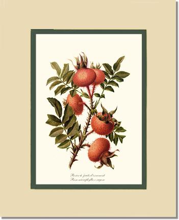 Rose Wall Art Print: Rosier a Fruits d'Ornement - Vintage Botanical Wall Decor- Charting Nature