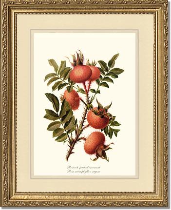 Rose Wall Art Print: Rosier a Fruits d'Ornement - Vintage Botanical Wall Decor- Charting Nature