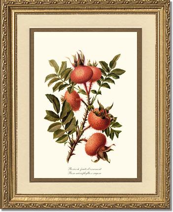 Rose Wall Art Print: Rosier a Fruits d'Ornement - Vintage Botanical Wall Decor- Charting Nature