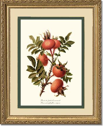 Rose Wall Art Print: Rosier a Fruits d'Ornement - Vintage Botanical Wall Decor- Charting Nature