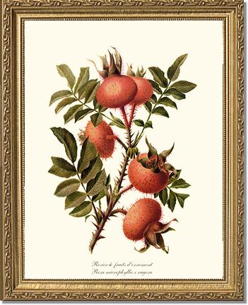 Rose Wall Art Print: Rosier a Fruits d'Ornement - Vintage Botanical Wall Decor- Charting Nature