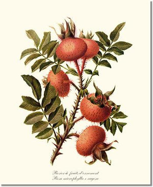 Rose Wall Art Print: Rosier a Fruits d'Ornement - Vintage Botanical Wall Decor- Charting Nature
