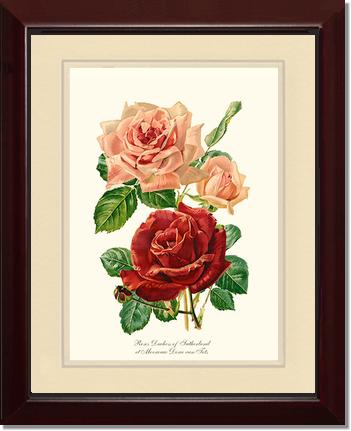 Rose Wall Art Print: Duchess of Sutherland et Mevrouw Dora van Te - Vintage Botanical Wall Decor- Charting Nature