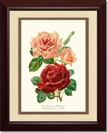 Rose Wall Art Print: Duchess of Sutherland et Mevrouw Dora van Te - Vintage Botanical Wall Decor- Charting Nature