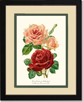 Rose Wall Art Print: Duchess of Sutherland et Mevrouw Dora van Te - Vintage Botanical Wall Decor- Charting Nature