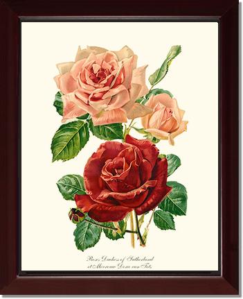 Rose Wall Art Print: Duchess of Sutherland et Mevrouw Dora van Te - Vintage Botanical Wall Decor- Charting Nature