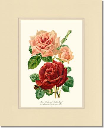 Rose Wall Art Print: Duchess of Sutherland et Mevrouw Dora van Te - Vintage Botanical Wall Decor- Charting Nature