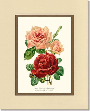 Rose Wall Art Print: Duchess of Sutherland et Mevrouw Dora van Te - Vintage Botanical Wall Decor- Charting Nature