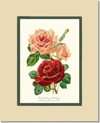 Rose Wall Art Print: Duchess of Sutherland et Mevrouw Dora van Te - Vintage Botanical Wall Decor- Charting Nature
