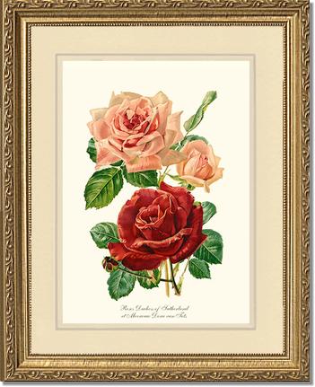 Rose Wall Art Print: Duchess of Sutherland et Mevrouw Dora van Te - Vintage Botanical Wall Decor- Charting Nature
