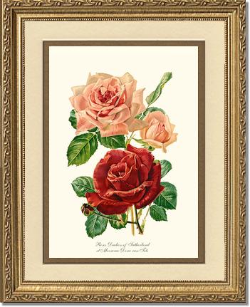 Rose Wall Art Print: Duchess of Sutherland et Mevrouw Dora van Te - Vintage Botanical Wall Decor- Charting Nature