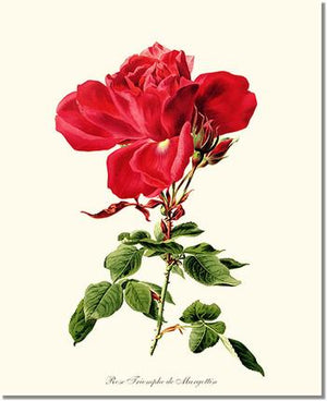 Rose Wall Art Print: Triomphe de Margottin - Vintage Botanical Wall Decor- Charting Nature