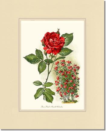 Rose Wall Art Print: Paul's Scarlet Climber - Vintage Botanical Wall Decor- Charting Nature
