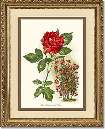 Rose Wall Art Print: Paul's Scarlet Climber - Vintage Botanical Wall Decor- Charting Nature