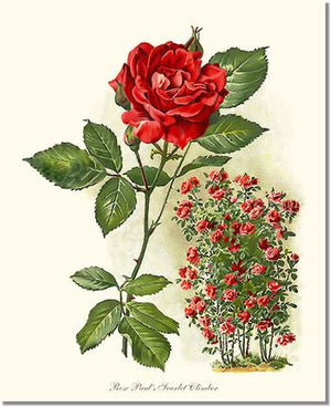 Rose Print: Paul's Scarlet Climber
