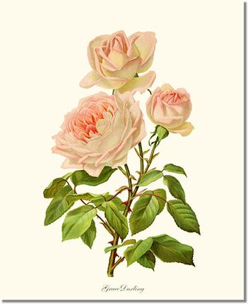 Rose Wall Art Print: Grace Darling - Vintage Botanical Wall Decor- Charting Nature