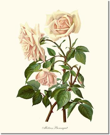 Rose Wall Art Print: Mistress Bosanquet - Vintage Botanical Wall Decor- Charting Nature