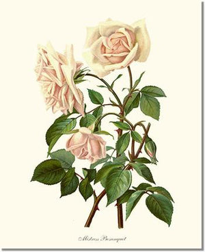 Rose Print: Mistress Bosanquet