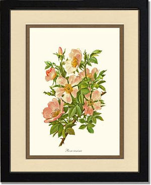 Dog Rose
