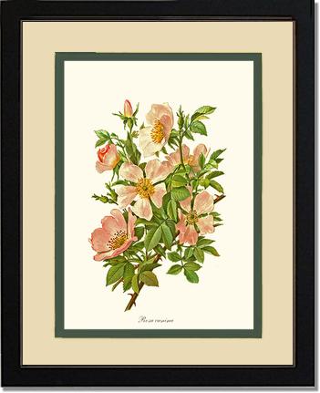 Rose Wall Art Print: Dog Rose - Vintage Botanical Wall Decor- Charting Nature