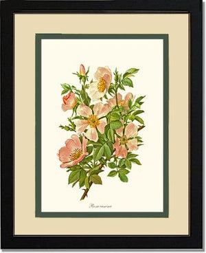 Dog Rose