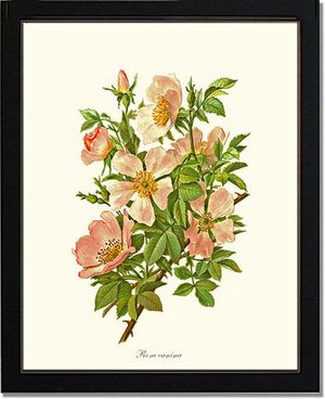 Dog Rose