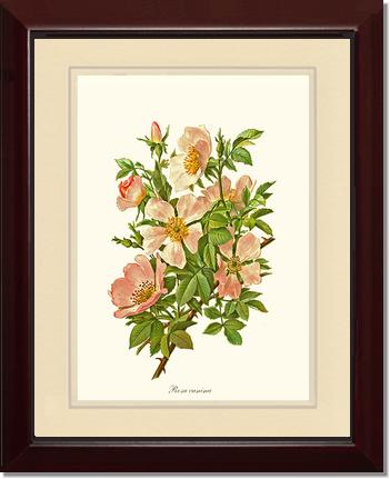 Rose Wall Art Print: Dog Rose - Vintage Botanical Wall Decor- Charting Nature