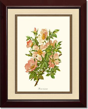 Rose Wall Art Print: Dog Rose - Vintage Botanical Wall Decor- Charting Nature
