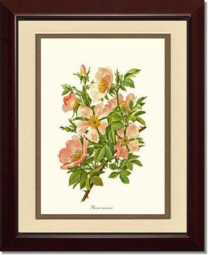 Dog Rose