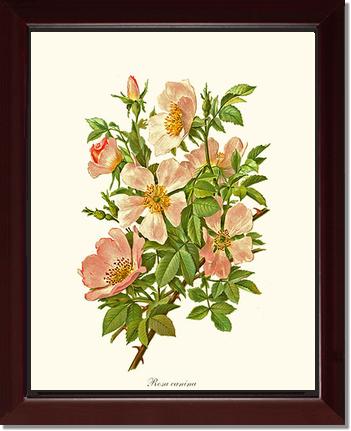 Rose Wall Art Print: Dog Rose - Vintage Botanical Wall Decor- Charting Nature