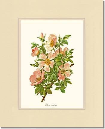 Rose Wall Art Print: Dog Rose - Vintage Botanical Wall Decor- Charting Nature