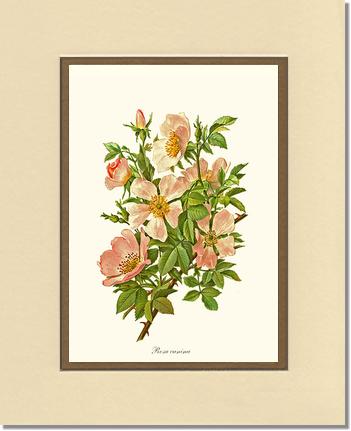 Rose Wall Art Print: Dog Rose - Vintage Botanical Wall Decor- Charting Nature