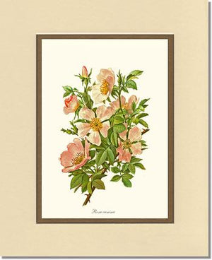 Dog Rose