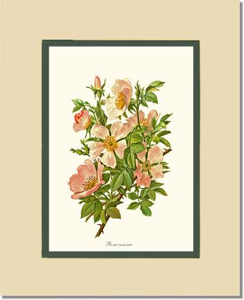 Rose Wall Art Print: Dog Rose - Vintage Botanical Wall Decor- Charting Nature