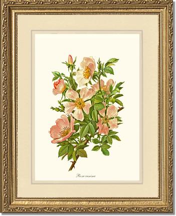Rose Wall Art Print: Dog Rose - Vintage Botanical Wall Decor- Charting Nature