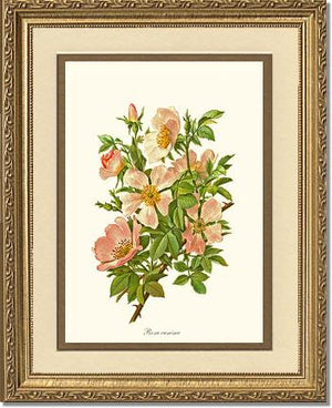 Dog Rose