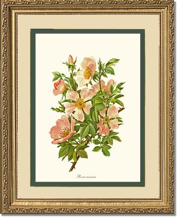 Rose Wall Art Print: Dog Rose - Vintage Botanical Wall Decor- Charting Nature
