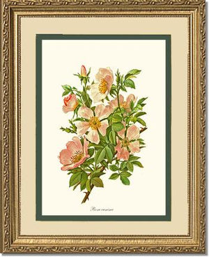 Dog Rose