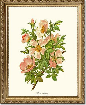 Dog Rose
