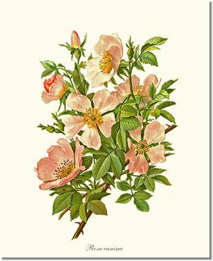 Dog Rose