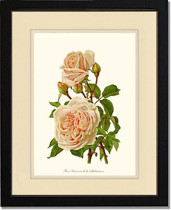 Rose Wall Art Print: Souvenir de la Malmaison - Vintage Botanical Wall Decor- Charting Nature